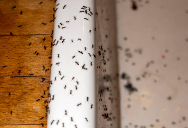  Smithville Sanders, IN Pest Control Pros