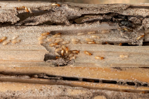 Best Commercial Pest Control Services  in Smithville Sanders, IN